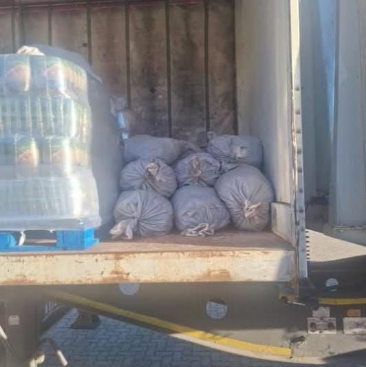 Abalone Bust in Rawsonville